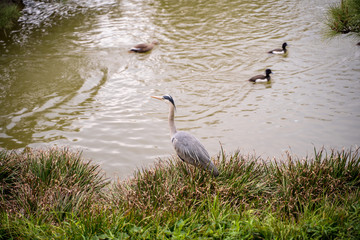 KIYOSUMI TEIEN garden in TOKYO,JAPAN. Spring