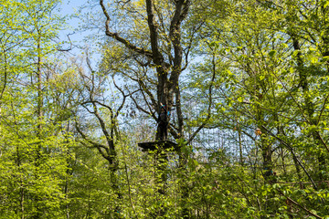 Parcours d'Accrobranche en forêt avec personne en action