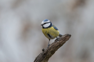 Blaumeise