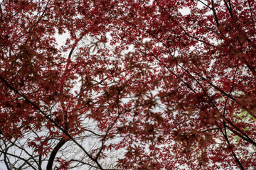 KIYOSUMI TEIEN garden in TOKYO,JAPAN. Spring