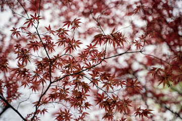 KIYOSUMI TEIEN garden in TOKYO,JAPAN. Spring