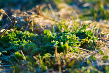 frost on the plant