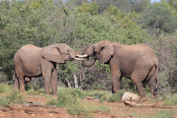 Afrikanischer Elefant / African elephant / Loxodonta africana.