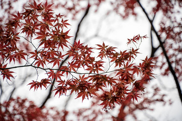 KIYOSUMI TEIEN garden in TOKYO,JAPAN. Spring