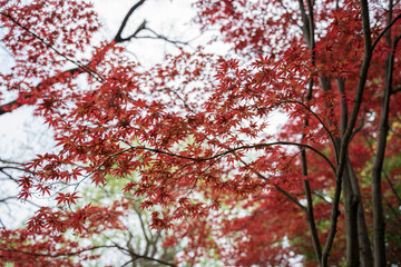 KIYOSUMI TEIEN garden in TOKYO,JAPAN. Spring