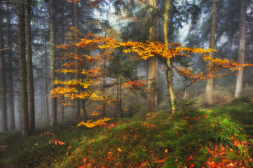 autumn forest. fog in a beautiful forest. morning in the fairy forest