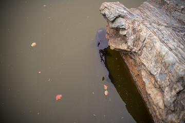 KIYOSUMI TEIEN garden in TOKYO,JAPAN. Spring