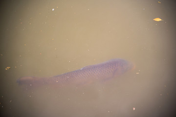 KIYOSUMI TEIEN garden in TOKYO,JAPAN. Spring