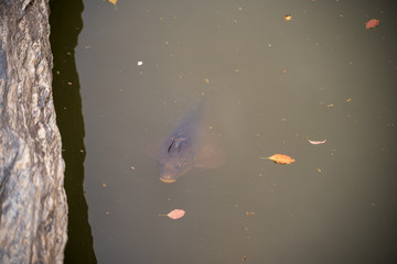 KIYOSUMI TEIEN garden in TOKYO,JAPAN. Spring