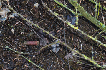 Schrotflinten Munition im Gebüsch