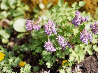 Corydalis solida - La Corydale à bulbe plein ou corydale à tubercule de couleur mauve à...