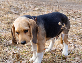 Dog breed Beagle on a spring walk sniffs a dry branch.