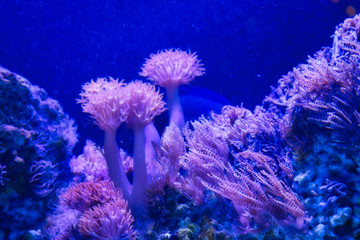 Dieses einzigartige Bild zeigt ein wunderschönes Aquarium mitten im Einkaufszentrum Siam Paragon. Das Foto wurde im Sea Life Aquarium in Bangkok aufgenommen