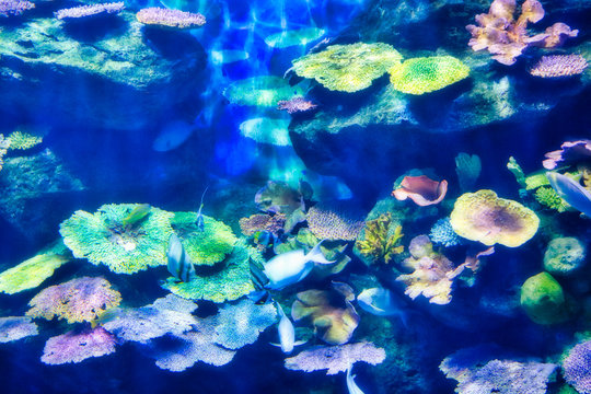 Dieses einzigartige Bild zeigt ein wundersch&ouml;nes Aquarium mitten im Einkaufszentrum Siam Paragon. Das Foto wurde im Sea Life Aquarium in Bangkok aufgenommen
