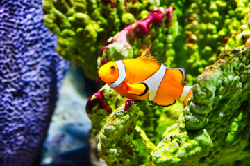 Fototapeta na wymiar Dieses einzigartige Bild zeigt einen schönen Clownfisch, auch Nemo genannt. Das Foto wurde im Sea Life Aquarium in Bangkok aufgenommen