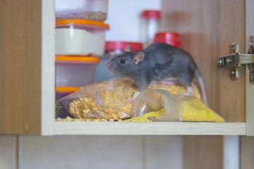 destruction of food stocks. the rat is the black symbol of