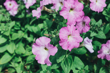 Natural seasonal landscape of flowers using as background or wallpaper