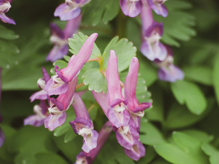 Corydalis solida - La Corydale à bulbe plein ou corydale à tubercule de couleur mauve à rougeâtre