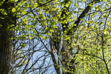 Parcours d'Accrobranche en forêt avec personne en action
