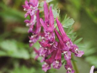 Corydalis solida - La Corydale à bulbe plein ou corydale à tubercule de couleur mauve à...