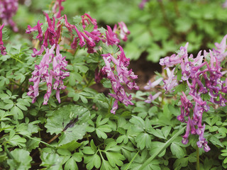 Corydalis solida - La Corydale à bulbe plein ou corydale à tubercule de couleur mauve à...