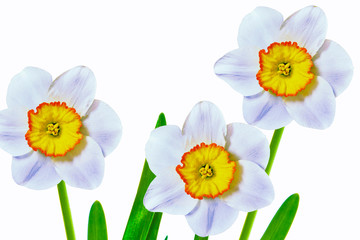spring flowers narcissus isolated on white background
