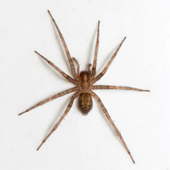 Tegenaria domestica spider on white background