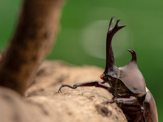 Beetle on the tree.