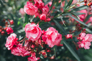 Natural seasonal landscape of flowers using as background or wallpaper