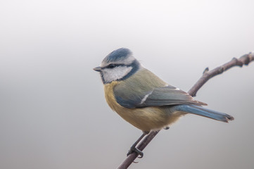 Obraz premium Blaumeise