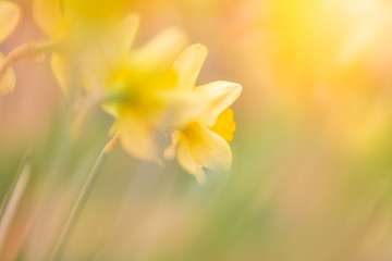 Yellow daffodil blooms in spring garden. Narcissus flower