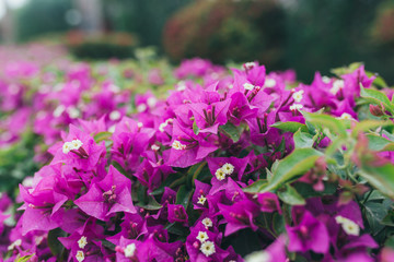 Fototapeta premium Beautiful flowers in nature park outdoor spring