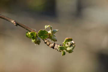 Closeup of apple flowers
