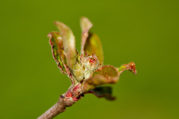 Closeup of apple flowers