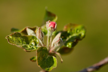 Closeup of apple flowers