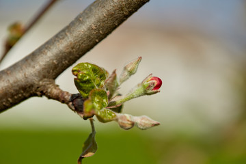 Closeup of apple flowers
