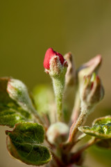 Closeup of apple flowers