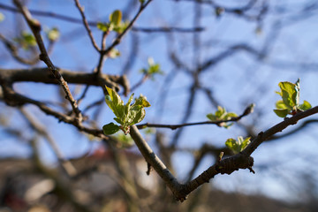 Closeup of apple flowers