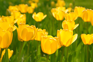 Fototapeta premium abstract floral scenes on field of yellow tulips. spring nature floral background for congratulations on March 8, women's day, mother's day. Yellow tulips blooming in sunlight on blurred background.