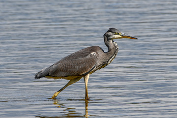 Grey Heron wading in a lake