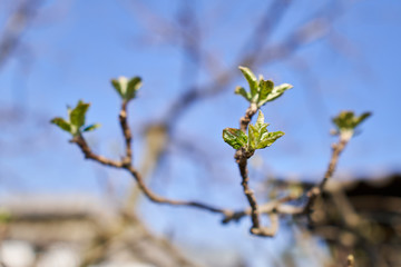 Closeup of apple flowers