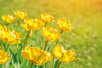 abstract floral scenes on field of yellow tulips. spring nature floral background for congratulations on March 8, women's day, mother's day. Yellow tulips blooming in sunlight on blurred background.