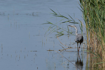 Grey Heron wading at the edge of the reeds