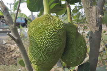 jackfruit on tree