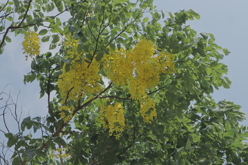 tree leaves with flower