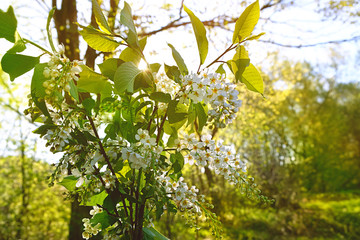 white bird cherry flower blossoms. bird cherry blossom branch on summer Sunny natural abstract blurred background. Elegant delicate gentle romantic image, spring or summer season. selective soft focus