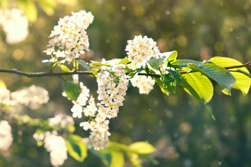 white bird cherry flower blossoms. bird cherry blossom branch on summer Sunny natural abstract blurred background. Elegant delicate gentle romantic image, spring or summer season. selective soft focus