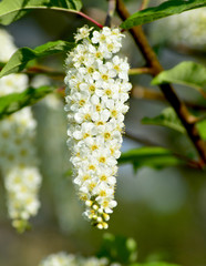 bird cherry, white flowers