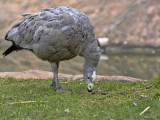 Cape Barren Goose, Cereopsis novaehollandiae, is grazing on the grass