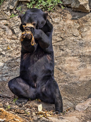 Malayan sun bear, Helarctos malayanus, has enormous claws on its front legs